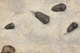 Cluster Of Ordovician Trilobites (Sokhretia?) - Erfoud, Morocco #164747-3